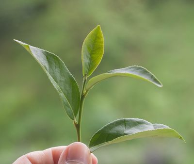 tea leaves